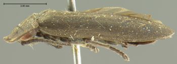 Media type: image;   Entomology 2774 Aspect: habitus lateral view